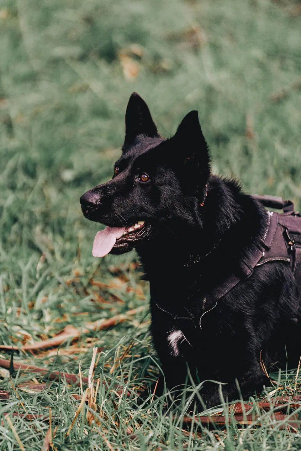 Atilla, German Shepherd protection dog for sale